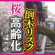 「桜の高齢化」日本中で進む？