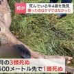 野犬に襲われ牛4頭が死ぬ　北海道