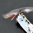クジラにとって大阪湾は「迷宮」