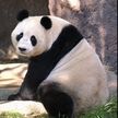 中国　米とパンダ保護で新協定