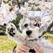 初めて桜を見た犬　写真に反響
