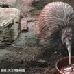 天王寺動物園のキーウィ死ぬ　42歳