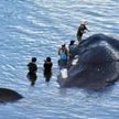 漂着死のクジラ埋設処分へ　鹿児島