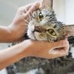 なぜ猫は「お風呂嫌い」なのか