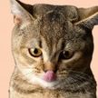 「猫舌」を克服する舌の使い方とは