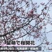 桜　北海道・網走と留萌で開花