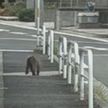 サルの目撃情報が相次ぐ　名古屋市