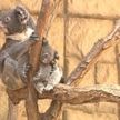 赤ちゃんコアラ命名　東山動植物園