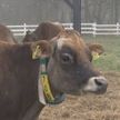 引退したジャージー牛を公開放牧