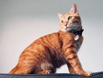 愛猫が元気な内に知っておきたい『猫の介護と看取り』ネコ専門医のWEBセミナーが8/13に開催