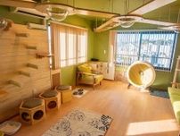 3階建てビルの各フロアで猫と触れあえる！保護猫カフェ「ネコリパ」のフランチャイズ店が千葉に初オープン