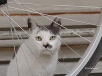 競馬場で暮らす猫には共存の関係があった！厩舎で働くカメラマンが撮影したネコ写真展「楽しくなさそうにはしていない猫」高円寺で開催中