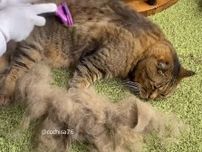 【まるで羊の毛刈りみたい】換毛期にブラッシングされる猫の映像が話題に→抜け毛で子猫が作れそうなほど量がすごすぎた