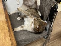 猫が猫に対してマウントポジション取る珍しい事案が発生、喧嘩する気マンマンなのかと思いきや…猫が馬乗りになった意外な真相とは？