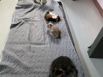 引越し作業で忙しい飼い主さんに、4匹の猫が添い寝フォーメーションを仕掛ける→果たしてこの誘惑に打ち勝つことはできたのか…？