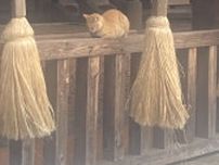 賽銭箱の前で寝ている猫の姿が神々しい…迷い込んだ神社で一匹の茶トラ猫に遭遇した女性、その目撃談を聞いてみた