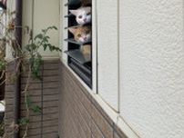 玄関の出窓からひょっこり顔をのぞかせる猫ちゃんたちが可愛すぎる！よく見ると緊迫した表情の2匹、その理由とは…？