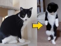 二度と撮れない奇跡の瞬間！コロコロにびっくりして6歩も後ろ歩きしまった猫ちゃんの動画がスゴすぎる