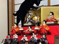ひな飾りの最上段まで登りきった黒猫ちゃん、あろうことか金屏風にまで手を出す不敬行為に及んでしまう