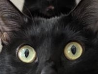 ネコの頭からネコが生えてるみたい…？鏡もちのように重なった黒猫ちゃんたちの姿が可愛すぎる