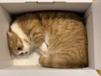 爪を切られるのがイヤで箱の中に逃げ込んだ猫ちゃん、絶体絶命のピンチだけど隠れ方が可愛すぎて大反響
