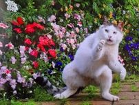 「まるで歌舞伎のワンシーン」「北斎みがある」日本らしさがにじみ出る猫ちゃんの姿に、13万いいねの大反響