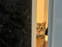 「こんな猫に出待ちされたい」浴室の前で静かに飼い主を待つ猫ちゃん、その姿が絵画みたいに美しい