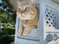 まるで猫神様がニャルソックしているみたい！石灯籠の中に鎮座する猫ちゃんの姿が神々しい