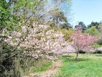 市民オーナーが15年前に植えた桜1000本、雑木林状態に　福井県敦賀市の公園内、高齢化や転居で手入れ行き届かず