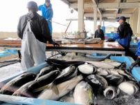 2年連続、福井県沖でブリ大漁…5月は6万匹超え、漁師も歓喜「もうしばらく続いて」
