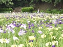 あわら北潟湖花菖蒲まつり6月8日に開幕、300種20万本満開へ　天然ウナギや地元産のメロンも販売、福井県