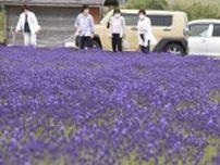 「紫の世界」うっとり…福井県でラベンダー見頃　4種4千株、今年は色合い濃いめ