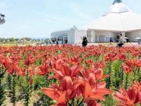 青空映える赤…福井県のゆりの里公園でユリ見頃、20種15万輪が順番に開花
