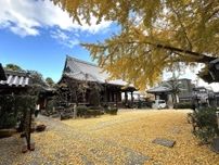 【守口市】樹齢400年！　大阪府の天然記念物として指定されている「難宗寺のイチョウの木」が見頃を迎えています。