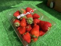 【藤枝市】ただいま増量中（2024年6月7日現在）！「北川農園」の無人販売のいちごが新鮮で美味しい！