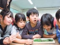 春蚕、大切に育てたい　配布始まる　長野県岡谷市の岡谷蚕糸博物館