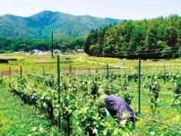 ワイン醸造原料から　長野県辰野町の沼田さんピノ・ノワール栽培