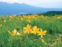 ニッコウキスゲ開花　延焼地は花芽多く　長野県の霧ケ峰高原