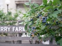 広島市内に1カ月間だけの屋上ブルーベリー農園オープン