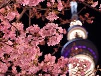 SNSで人気の早咲き河津桜で夜桜見物！東京ならではの夜景スポットをご紹介【お花見（3）】