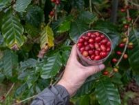 沖縄の貴重な「国産コーヒー豆」収穫体験レポート。東京都内で買えるお店は？