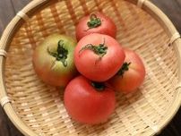 【冷蔵庫はNG】緑色のトマトを赤色にする方法が想像以上に簡単だった！