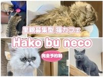 猫好きに届け！『Hako bu neco』里親募集型の猫カフェをご紹介