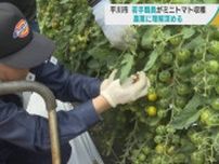 青森・平川市の若手職員がミニトマト収穫　農業に理解深める