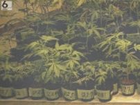 いとこ同士で大麻草を栽培か　韓国籍の男ら逮捕　指定薬物「ＨＨＣ」所持の疑いの男も逮捕