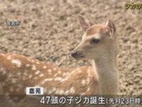 シカの赤ちゃん一般公開　奈良・鹿苑で４７頭が誕生　「離れたところから見守って」呼びかけ