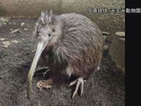 国内最後の一羽　キーウィ「プクヌイ」死ぬ　３３年前にニュージーランドから来園　天王寺動物園