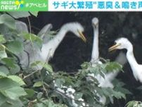 「うんち、うんち困るよね」…サギ大繁殖で住民悲鳴 “悪臭&鳴き声”の実態を調査