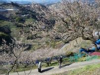 眼下に広がる白い花　紀州石神田辺梅林が開園、全国一の梅産地・和歌山