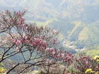アケボノツツジ咲く　和歌山・紀南の山中
